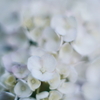 紫陽花に寄せる想い y