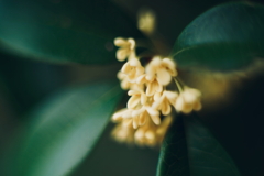 香りの花