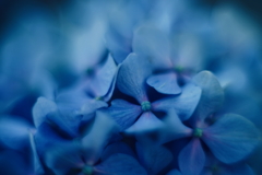 紫陽花に寄せる想い l
