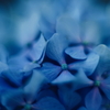 紫陽花に寄せる想い l