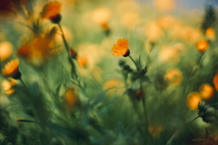 路傍の花 b