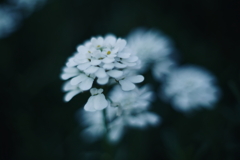 庭に咲く花