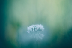 白い花咲く頃 e