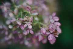 紫陽花に寄せる想い 補遺 11