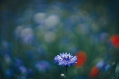 路傍の花 r