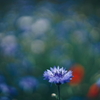 路傍の花 r