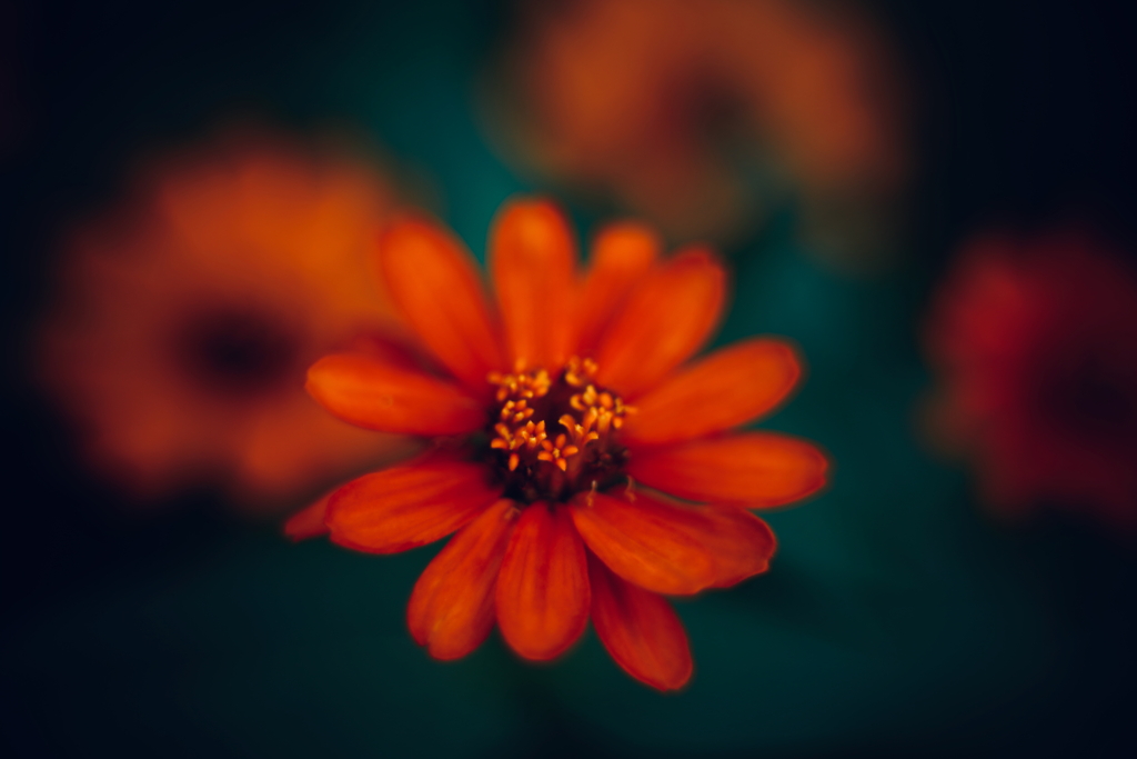 花の中に花