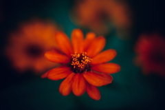 花の中に花