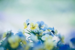 路傍の花 o