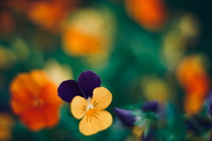colors 4