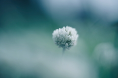 白い花咲く頃 a