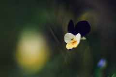 路傍の花 d