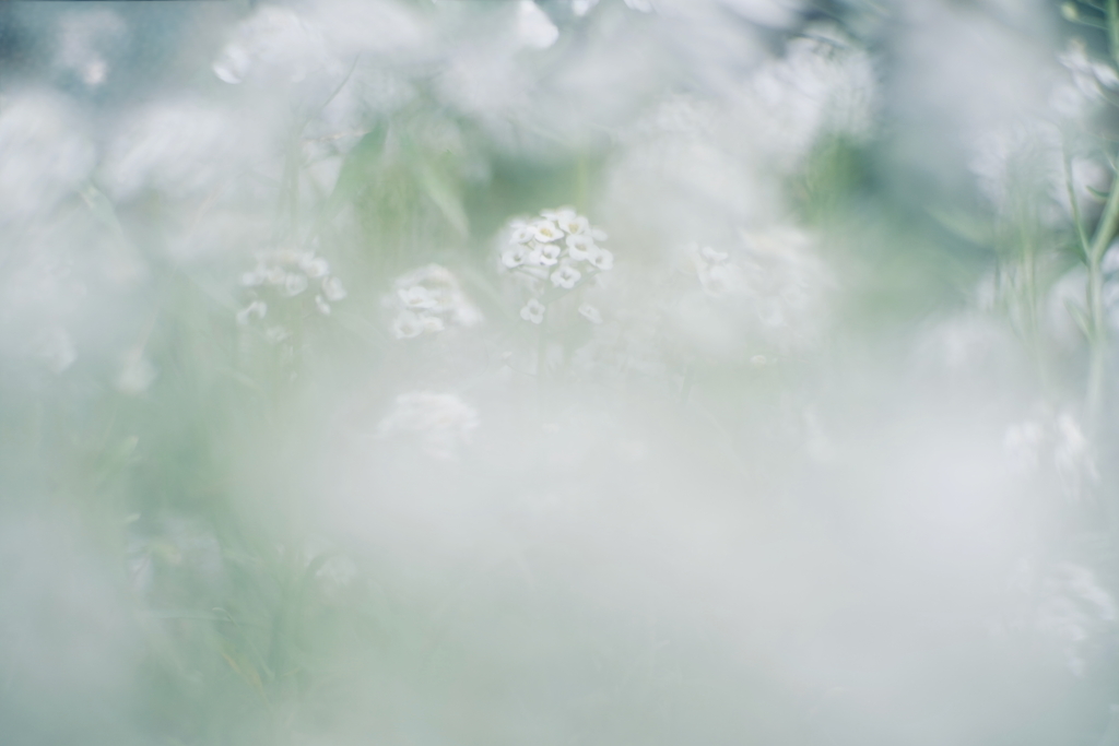 ホワイト・ミスト 6