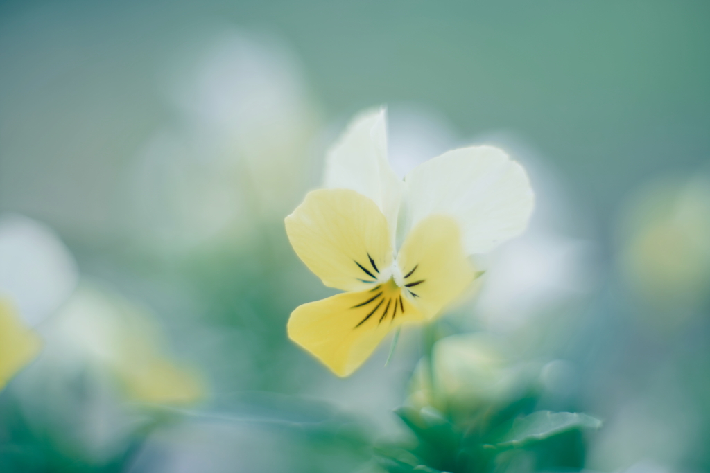 路傍の花 j