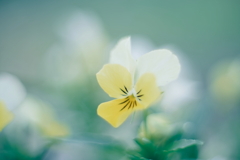 路傍の花 j
