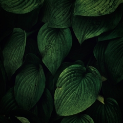 The Leaves III