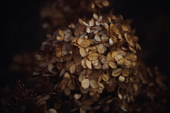 紫陽花に寄せる想い 補遺 19