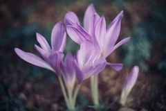 地には花