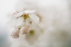 雨の日・桜