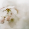 雨の日・桜