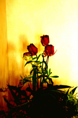 other flowers