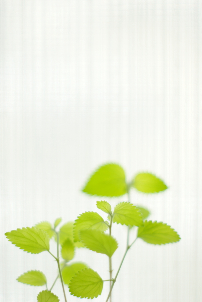 translucent green II