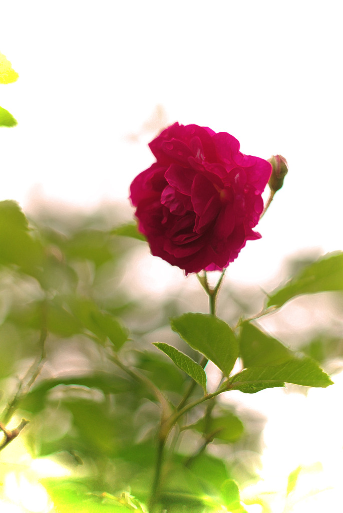 a rose