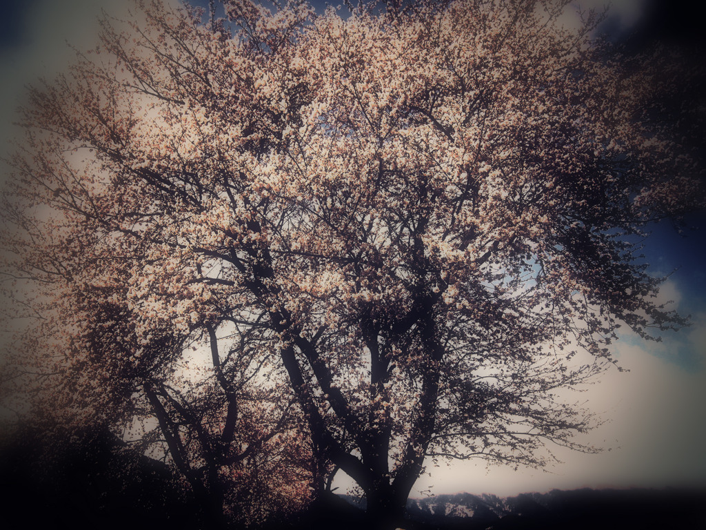 今年の桜