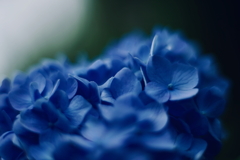紫陽花に寄せる想い f 