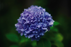 紫陽花探訪 g