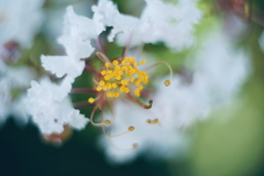 花芯 g