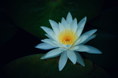 淡い光