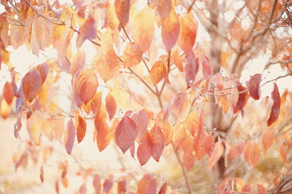 初冬の葉