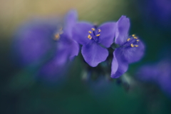 路傍の花 補遺5