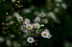 路傍の小さき花々