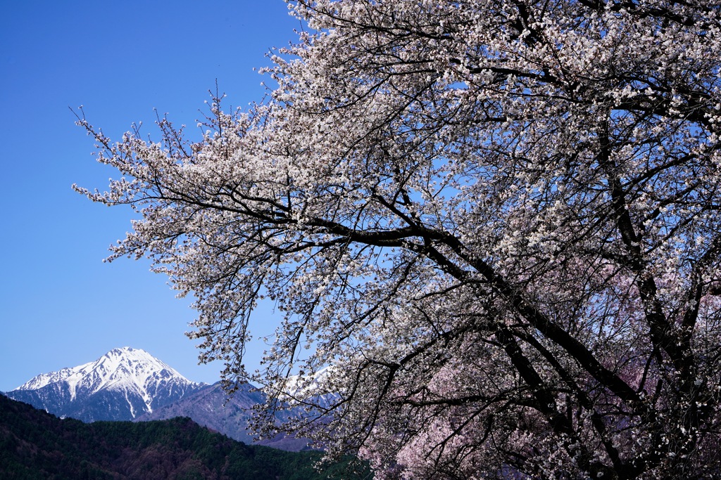 桜花に常念 a