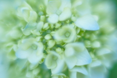 紫陽花に寄せる想い b