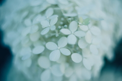紫陽花に寄せる想い v
