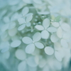 紫陽花に寄せる想い v