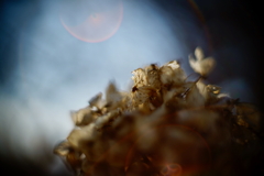 冬紫陽花 28