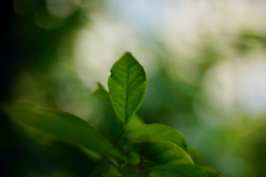 窓辺のスケッチ