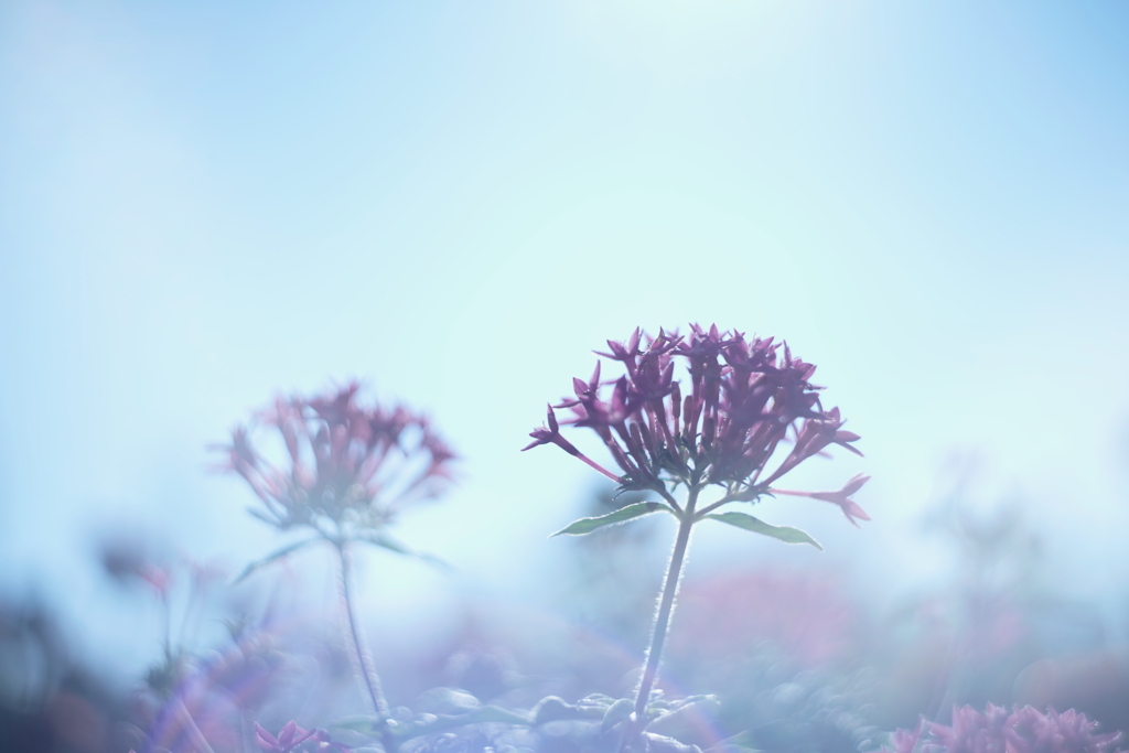 陽のあたる場所 c