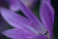地には花 5