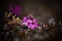 冬の花