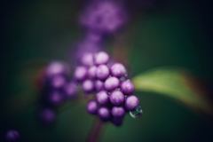 前夜は雨 c 前夜は雨 c