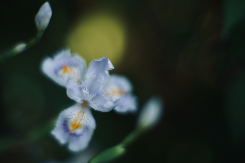 路傍の花 k