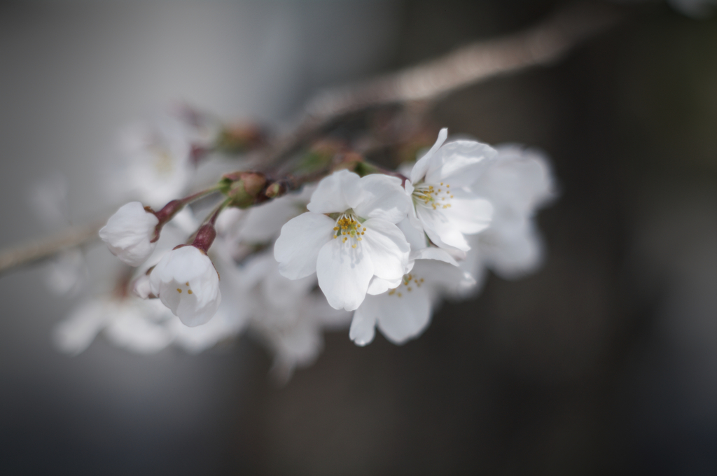 桜の季節 1 -ほのかに咲く-