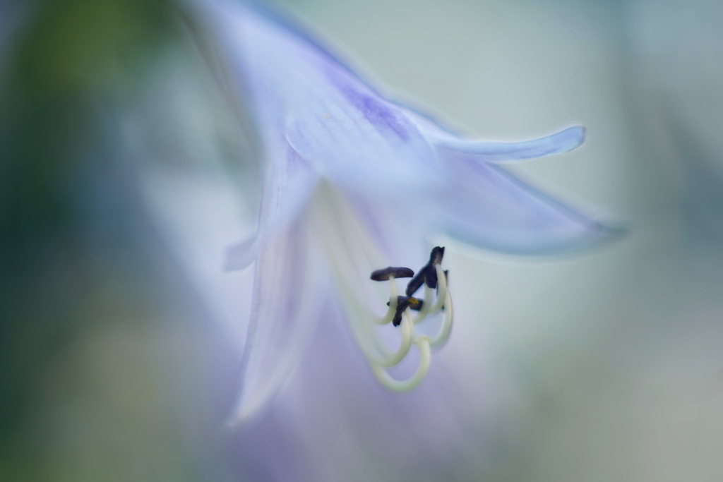 やわらかく咲く花 2