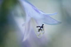 やわらかく咲く花 2