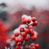 初雪南天